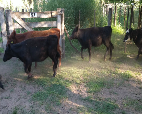 Lote 48 Terneras en Gral. Lamadrid, Buenos Aires