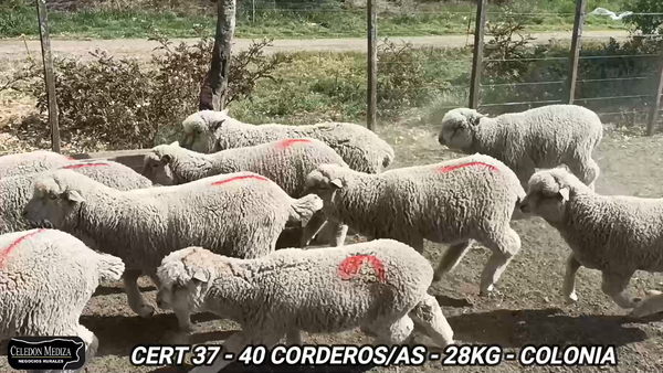 Lote 40 Corderos en Colonia