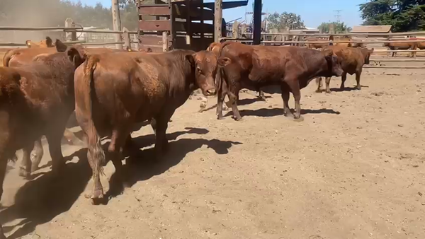 Lote 24 Ternero en Santo Domingo, V  Región Valparaíso