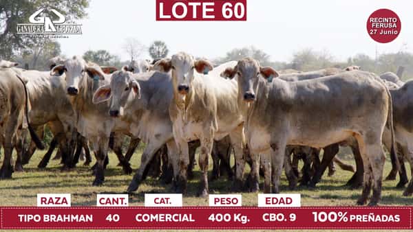 Lote Reproductores de Alborada - Lote 60