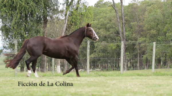 Lote FICCION DE LA COLINA R.P 95