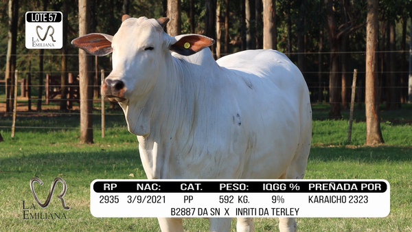 Lote LOTE 57