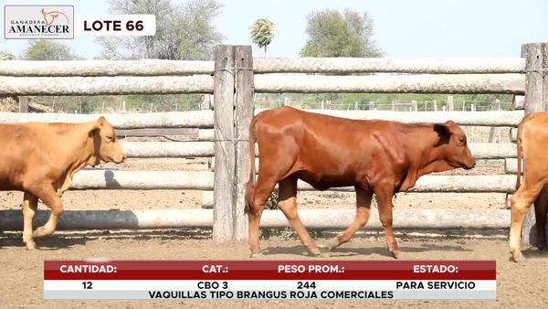 Lote LOTE 66