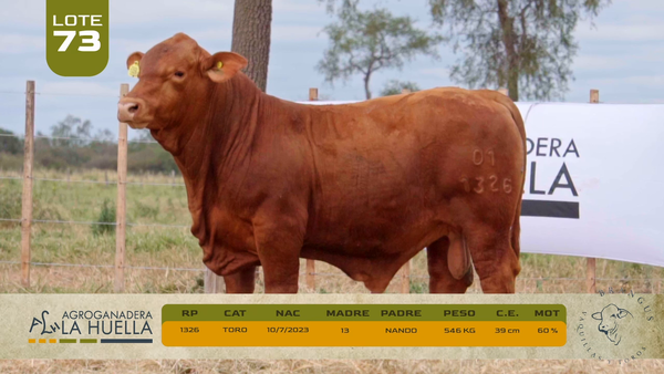 Lote LOTE 73