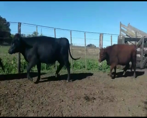 Lote Vaquillonas Angus (16 negras; 2 coloradas) Preñadas, en Las Flores, PBA.-