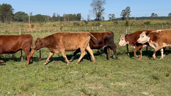 Lote 35 Vacas de invernar en Virasoro, Corrientes