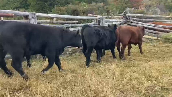 Lote 29 Ternero en Río Ibáñez, XI Región Aysén