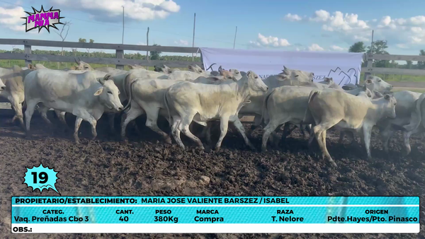 Lote LOTE 19