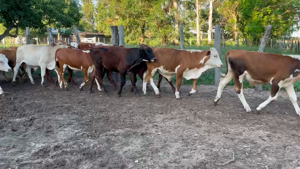 Lote 51 Terneros/as en Bella Vista, Corrientes