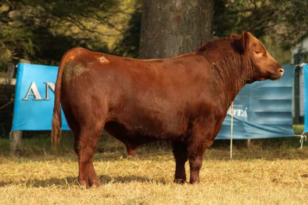 Lote CABAÑA COEMBOTÁ: RP 232