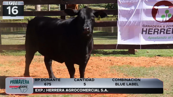 Lote LOTE 16