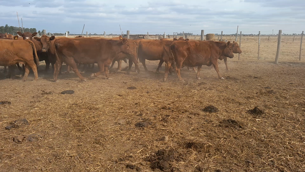 Lote 20 Vacas nuevas C/ gtia de preñez Angus Colorado en Curupayti, Santa Fe