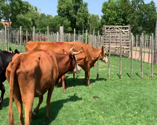 Lote 8 Vacas de Invernada en Melo, Cerro Largo