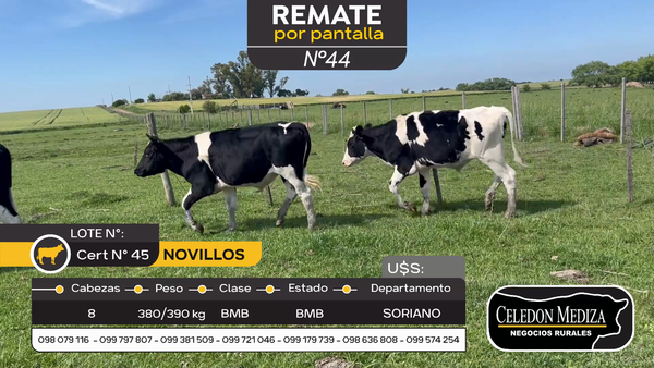 Lote 8 Novillos en Otra Localidad, Soriano