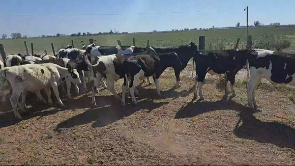 Lote 25 Novillitos Holando Argentino en Valtelina, Córdoba