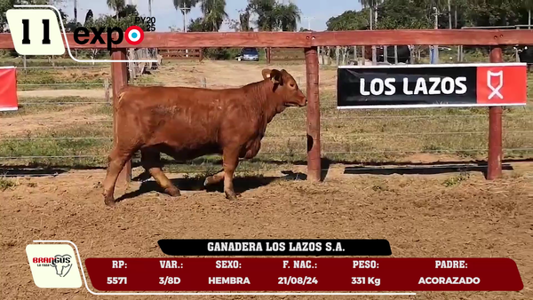 Lote LOTE 11