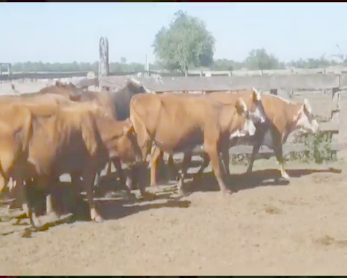 Lote 33 Vacas CUT  en Itatí, Corrientes
