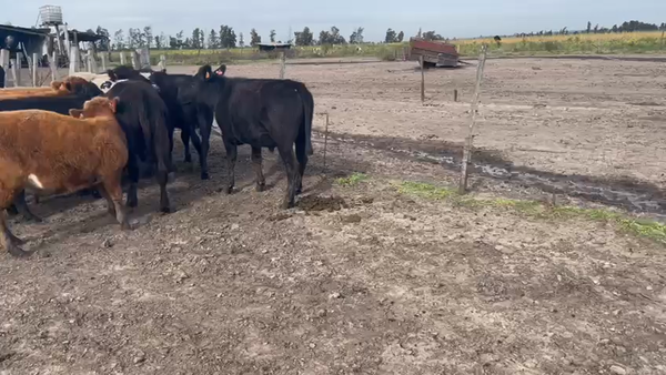 Lote 9 Novillos 1 a 2 años ANGUS CRUZAS a remate en Pantalla - Luis Zaldua 220kg -  en N HESPERI