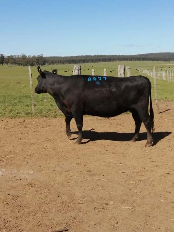 Lote 7 VACAS SA PREÑADAS en Rocha