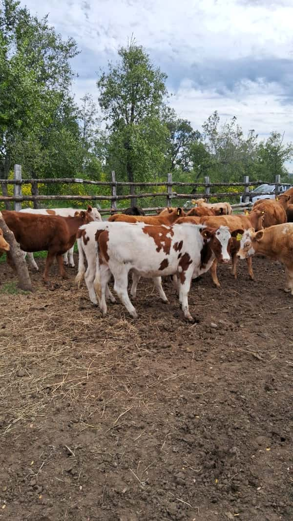 Lote 24 Ternera en Antuco, VIII Región Biobío