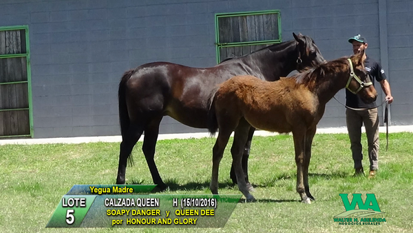 Lote CALZADA QUEEN