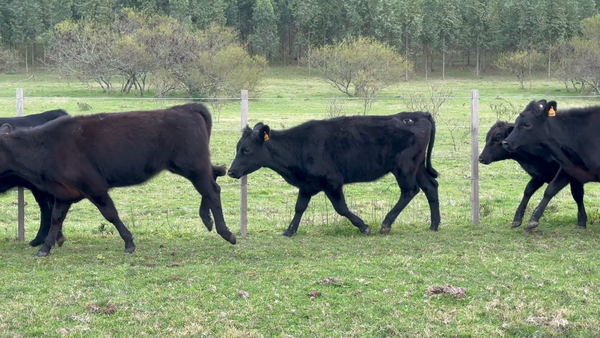 Lote 38 Terneras en Los Feos, Tacuarembó