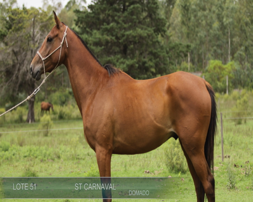 Lote ST CARNAVAL