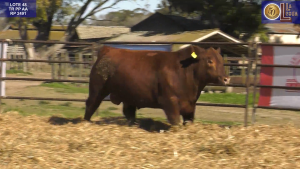 Lote TOROS ANGUS PP