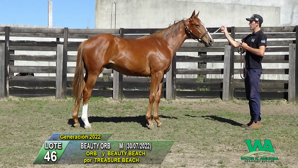 Lote BEAUTY ORB