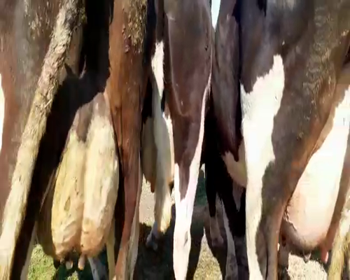 Lote Vacas en produccion Hornero Chico 13