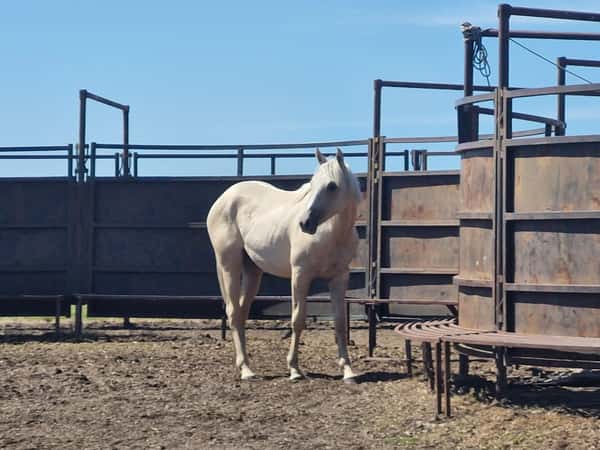 Lote Potranco Bayo - Sin papeles