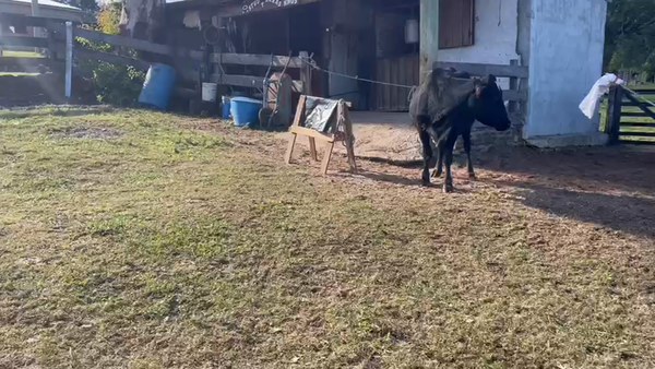 Lote 3 Vaca CRUZA HOLANDO a remate en Pantalla - Luis Zaldua 502kg -  en ARENITAS