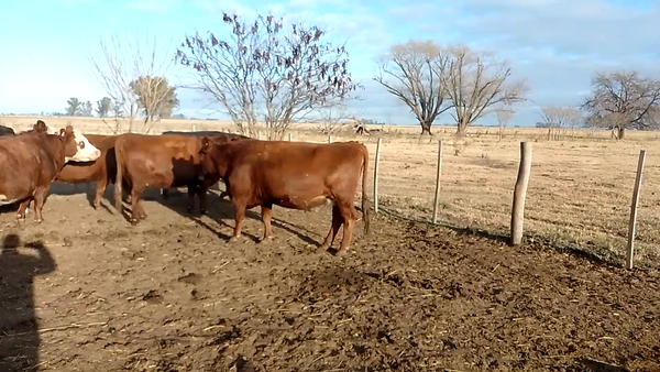 Lote 33 Vacas CUT preñadas en Buenos Aires, Chacabuco
