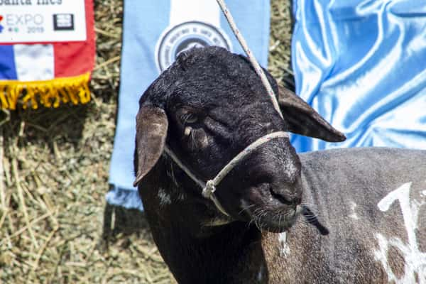 Lote SANTA INES P.P.C.