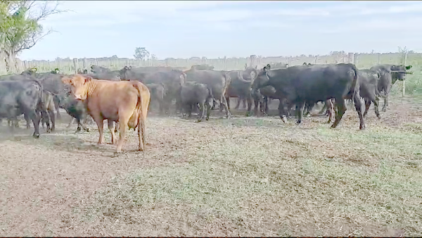 Lote 25 Vacas CUT con cría en Brandsen, Buenos Aires