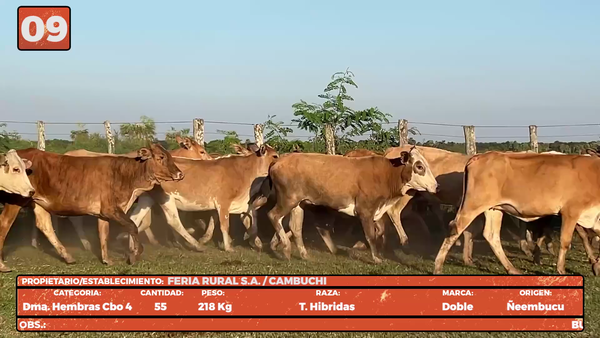 Lote LOTE 9