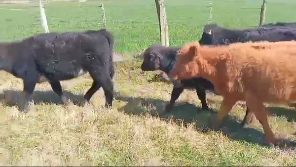 Lote TERNERAS