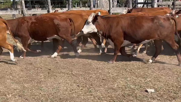 Lote 33 Vacas nuevas Preñadas en Durazno, Entre Ríos