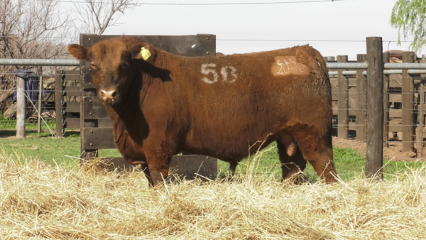 Lote TOROS ANGUS PURO CONTROLADO