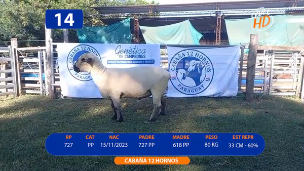 Lote LOTE 14