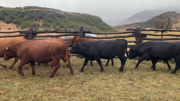 Lote 52 Novillo Engorda en Coyhaique, XI Región Aysén