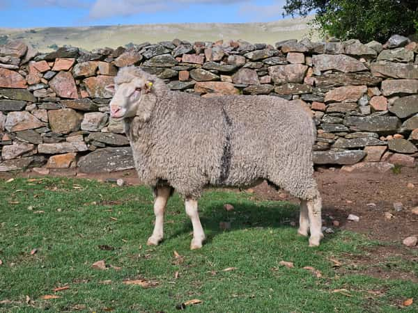 Lote Carneros a remate en Subasta Online - Nambi Guasu, Lavalleja