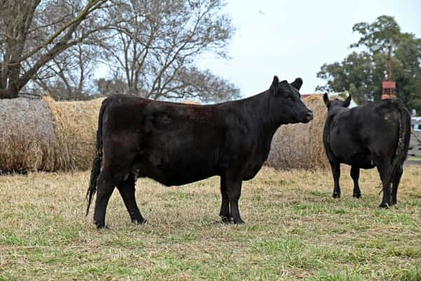 Lote Vaquillonas PP Paridas