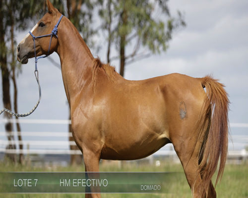 Lote HM EEFCTIVO