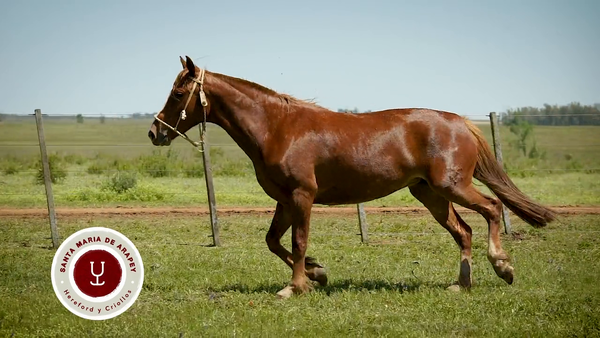 Lote DEL SILENCIO ENCAPADA