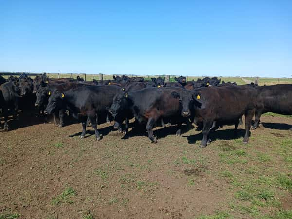 Lote 39 Vacas NUEVA PÑ en Rauch