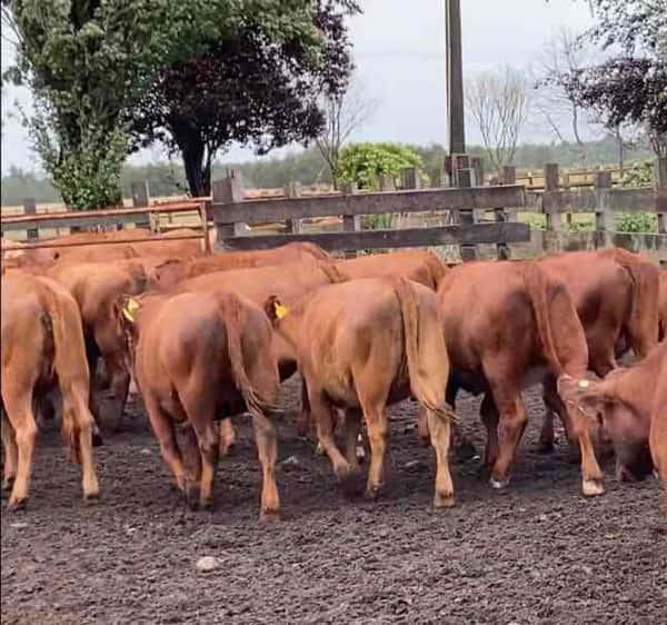 Lote 50 Vaquilla Engorda en Puerto Octay, X Región Los Lagos