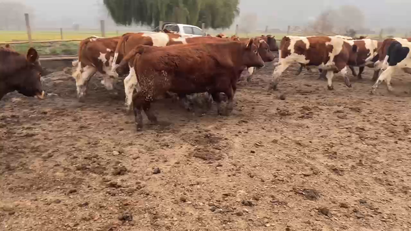 Lote 30 Novillo Gordo en Paine, Región Metropolitana