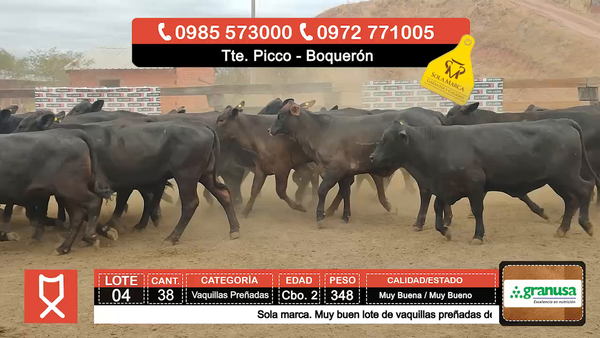Lote (Vendido)38 Vaquillas Preñadas  a remate en Feria especial de Vaquillas Preñadas 348kg - , Boquerón