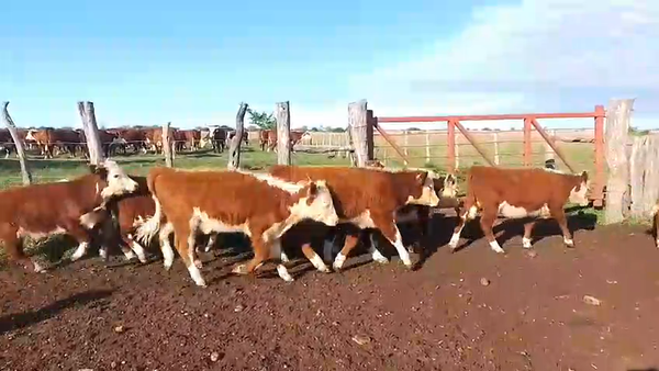 Lote 65 Terneros